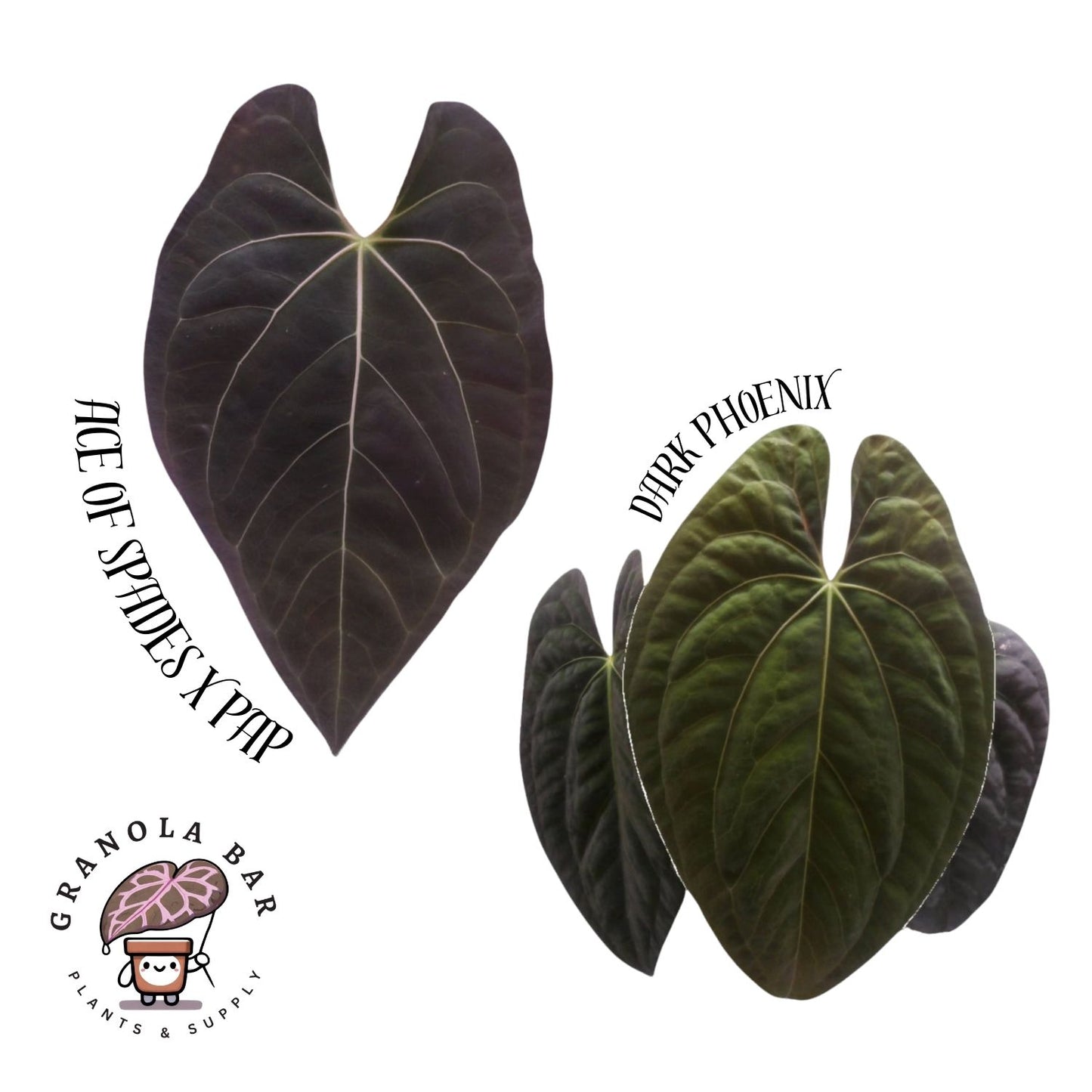 Grower's Choice - (AOS x Pap) x Dark Phoenix