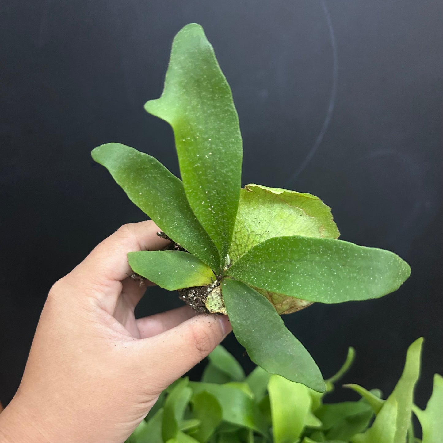 Staghorn Fern (bifurcatum) starter plug