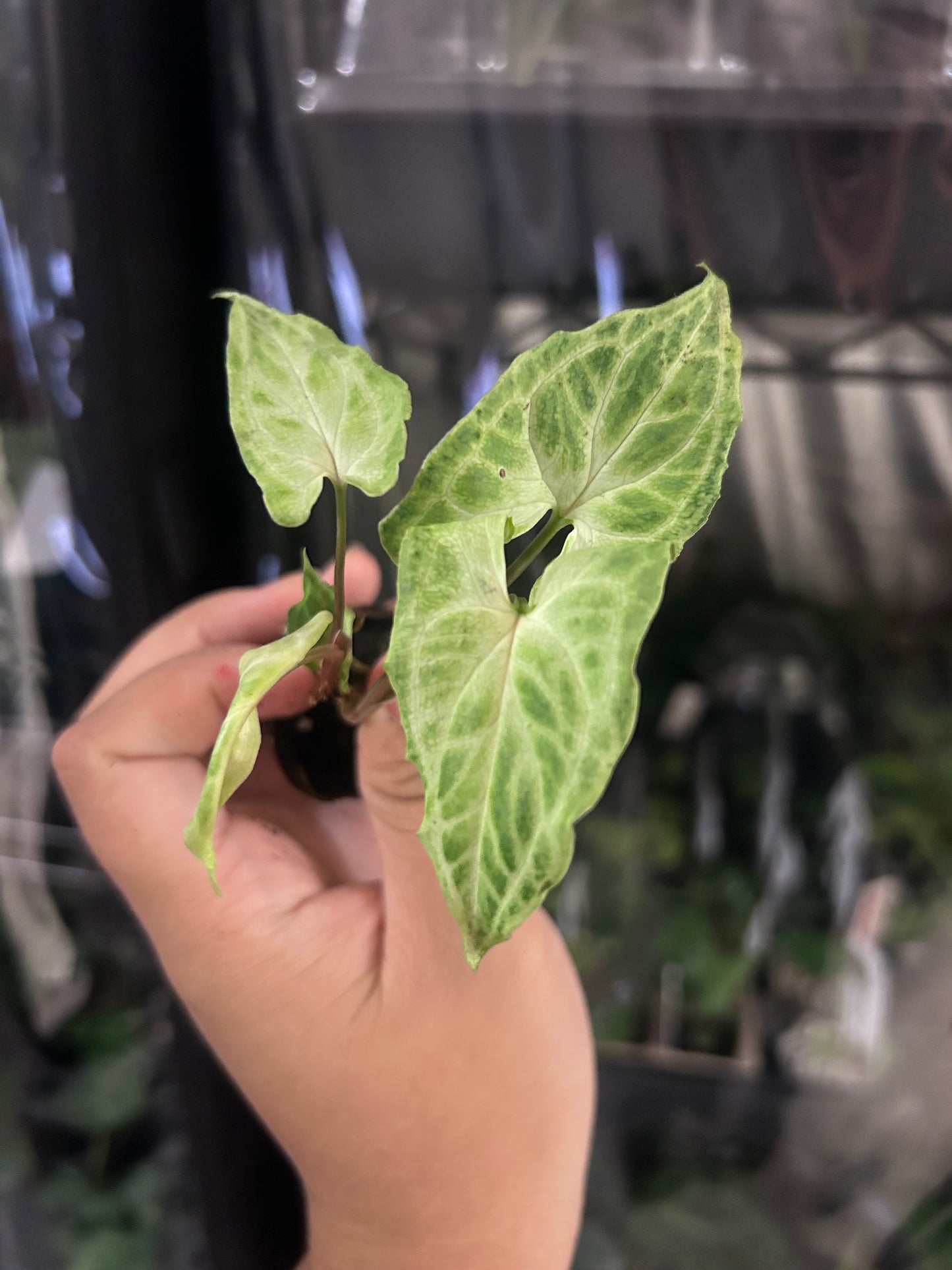 Batik Syngonium PLUG