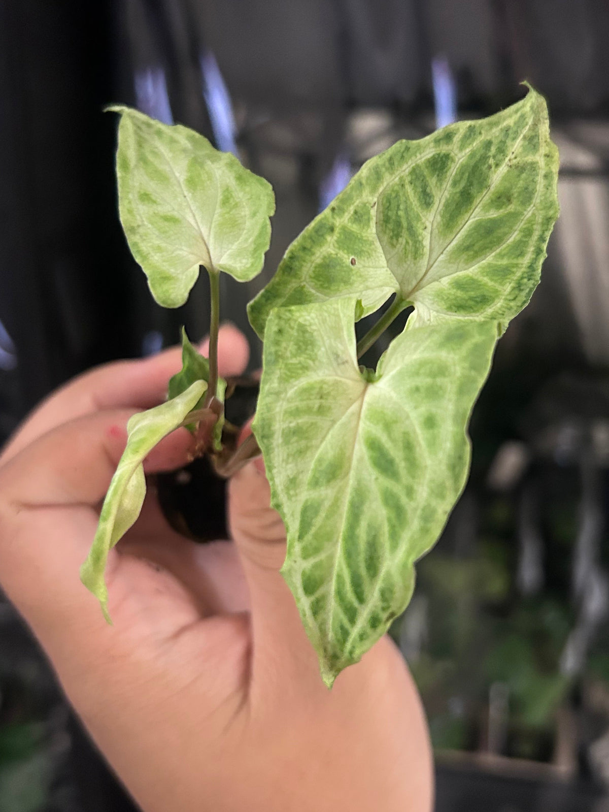 Batik Syngonium starter plug