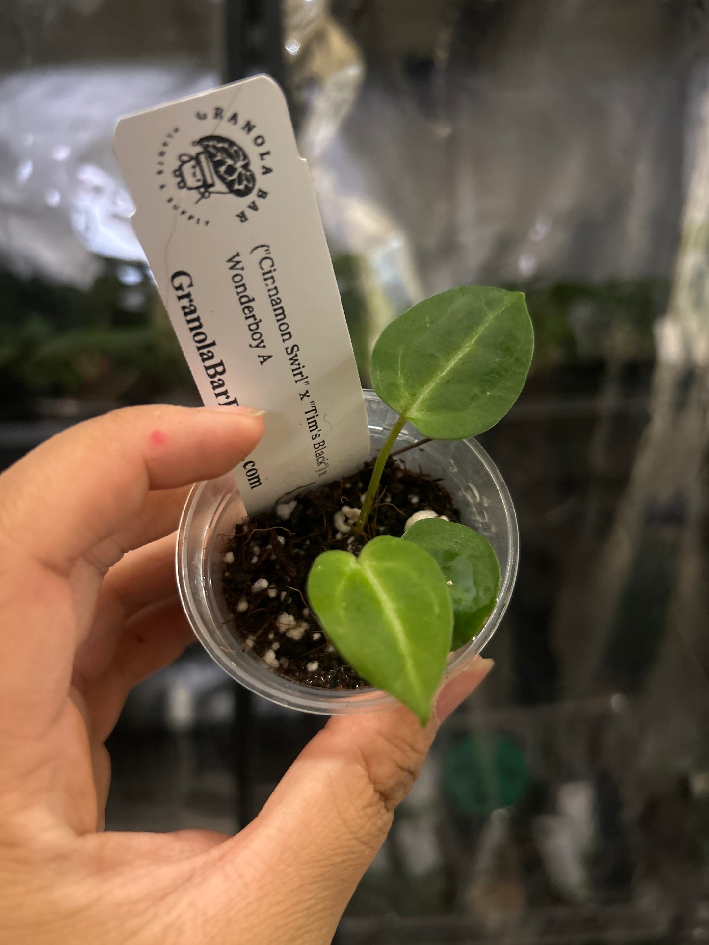 ('Cinnamon Swirl' x 'Tim's Black') x Wonderboy A 2" pot seedling