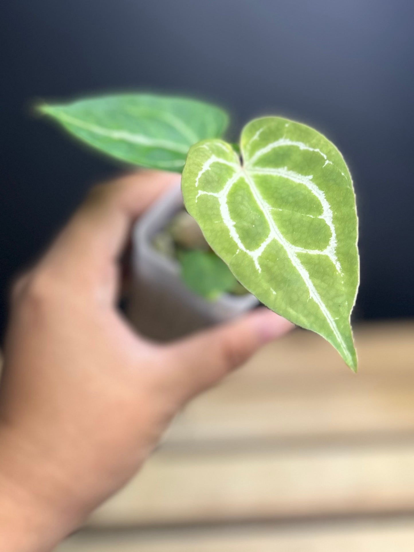 Crystallinum (self) Anthurium 2" pot