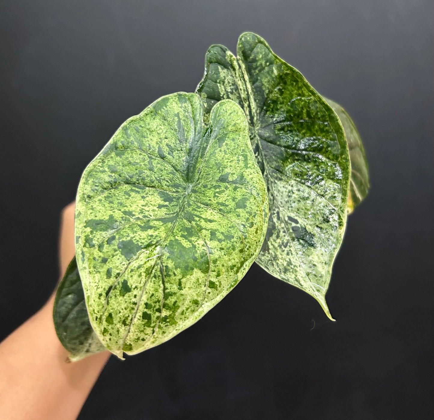 Mint Dragon Scale Alocasia