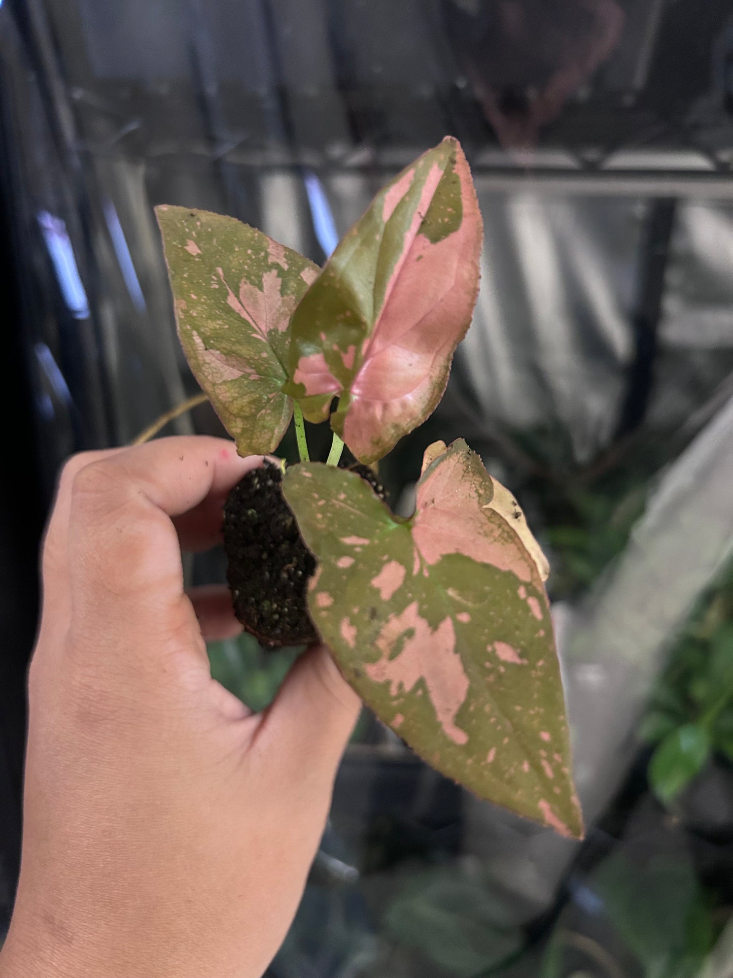 Pink Splash Syngonium PLUG