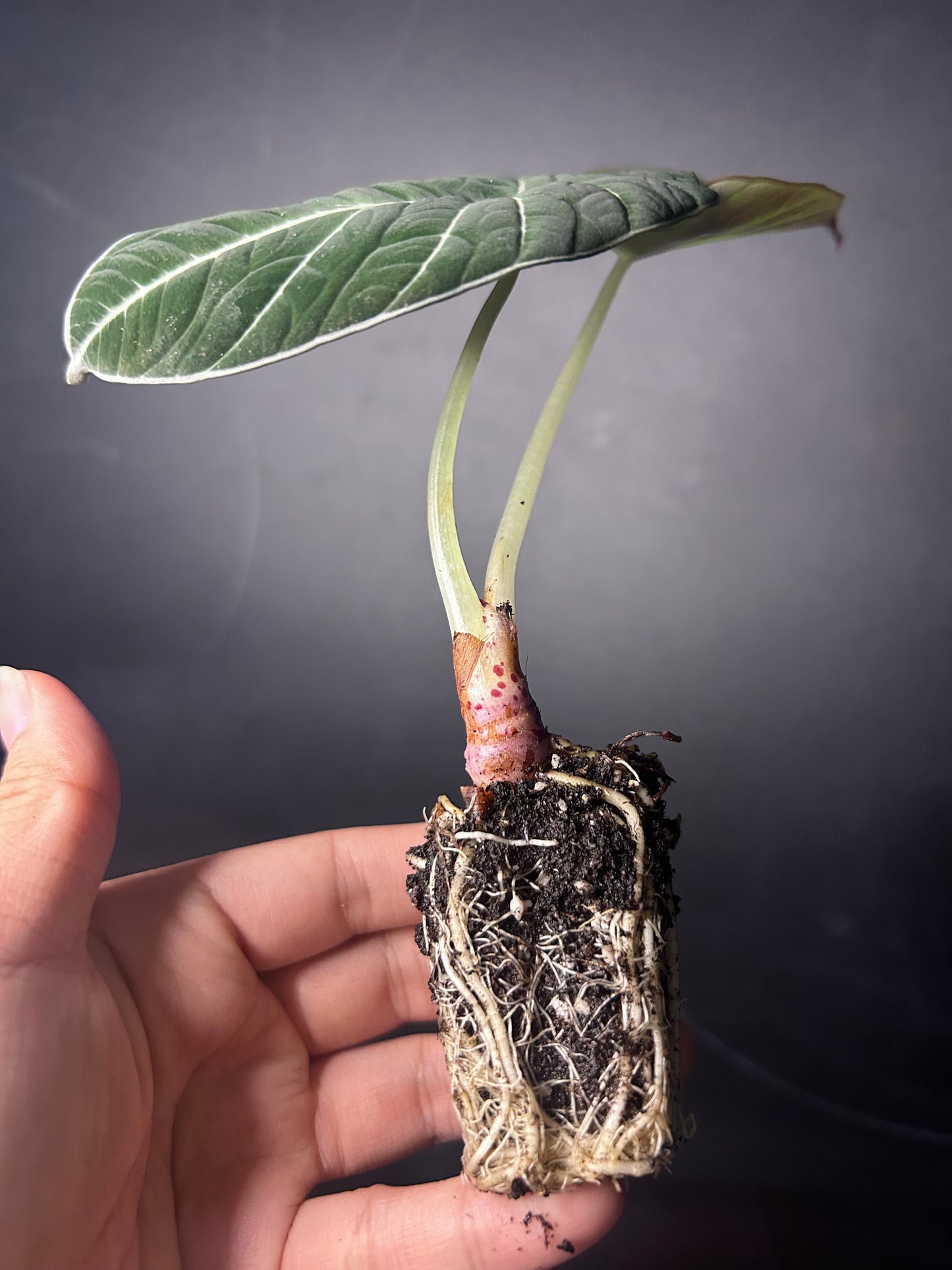 Black Velvet Alocasia PLUG