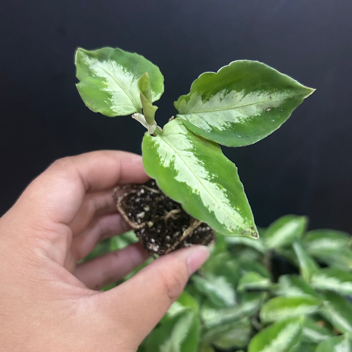 Pictum Bicolor Aglonema starter plug