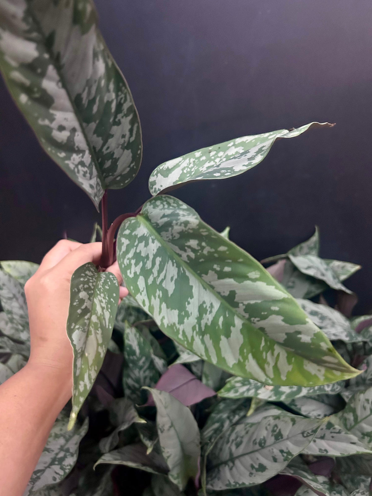 Apoballis Acuminatissima 'Lavallaei' Plant Plug Wholesale
