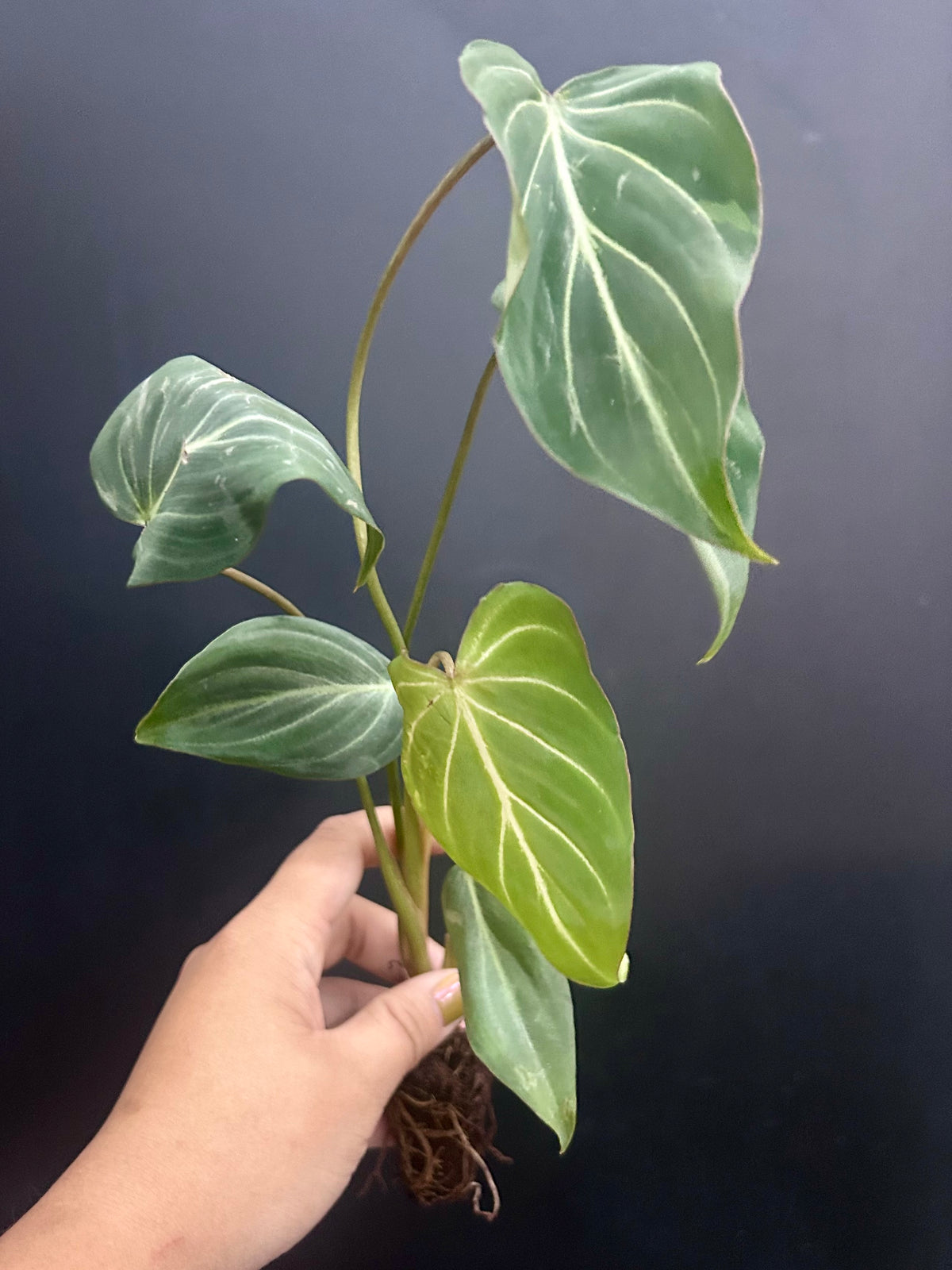 Philodendron Gloriosum Dark Form Starter Plant Plug Wholesale