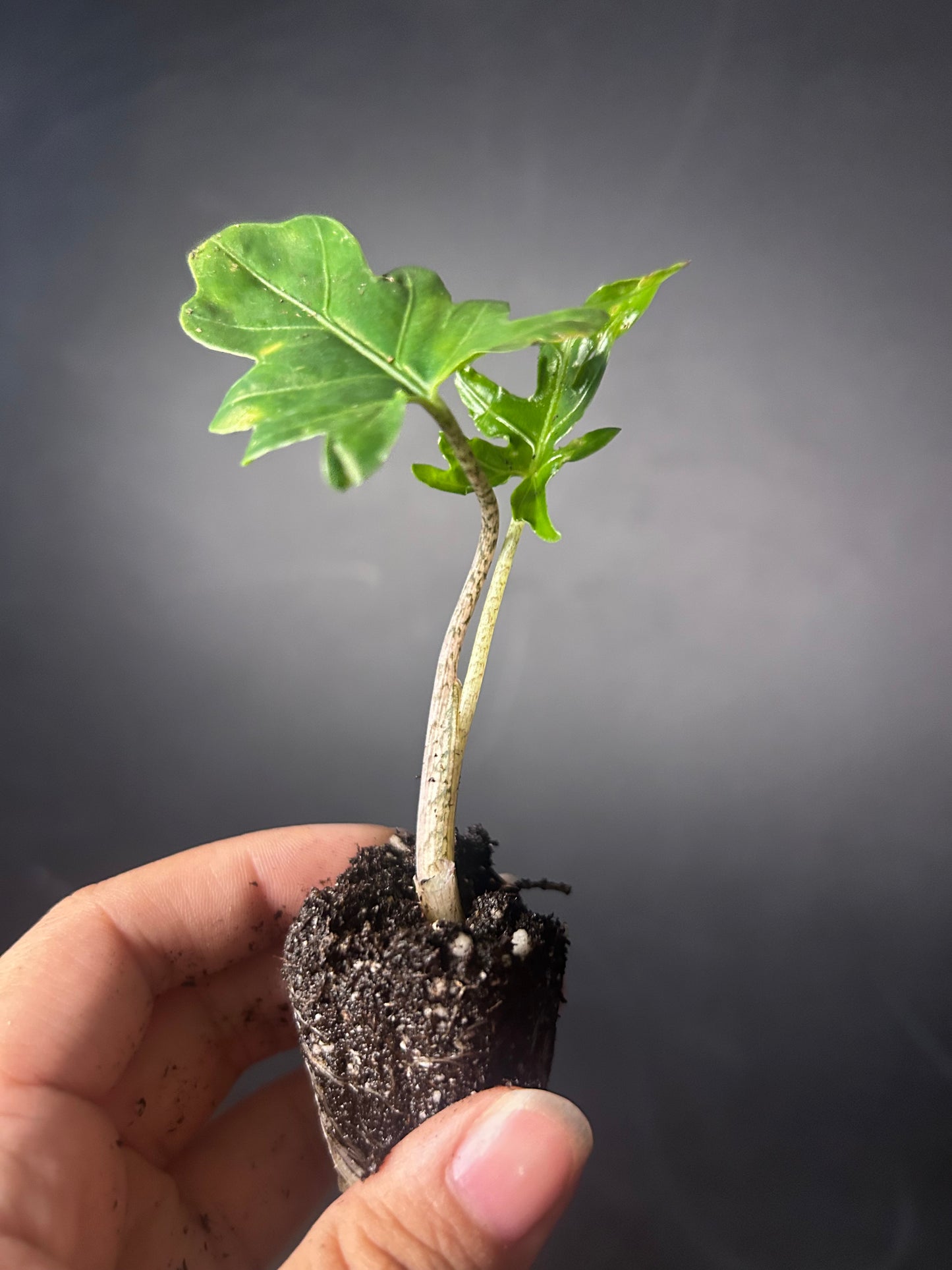 Branchifolia 'Pink Passion' Alocasia PLUG