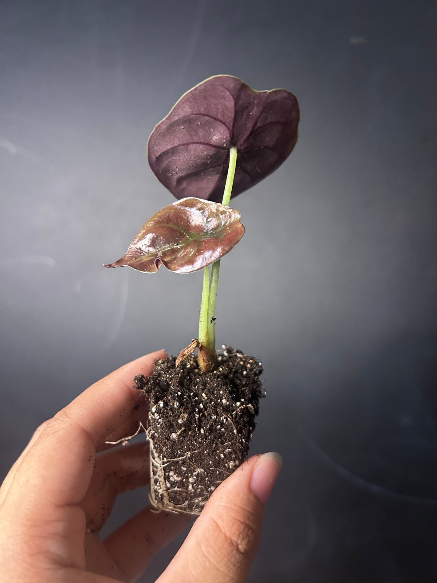 Cuprea 'Red Secret' Alocasia PLUG