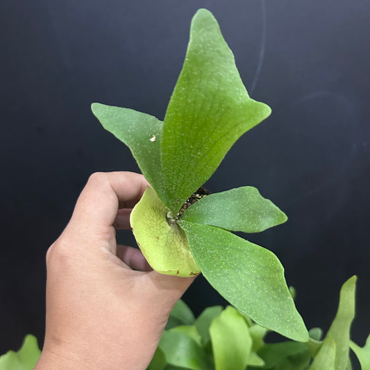Staghorn Fern (bifurcatum) starter plug