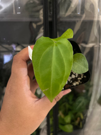 (Crystal x Nigrolaminum) x (FTG x RLFS) 4" pot
