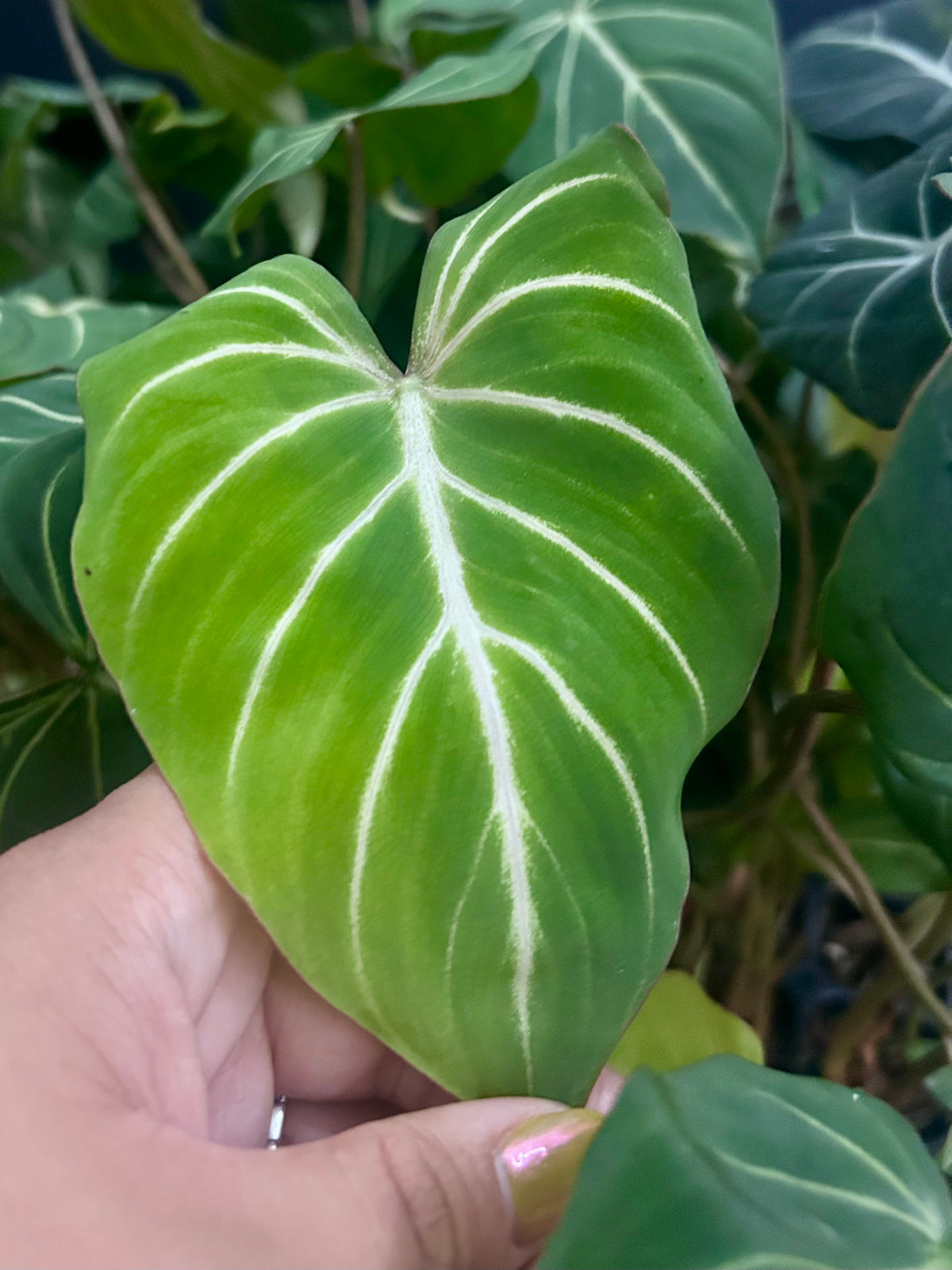 Philodendron Gloriosum Dark Form Starter Plant Plug Wholesale