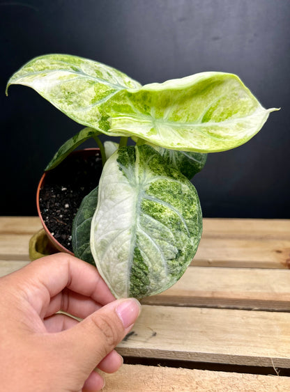 'Ninja' Tricolor Alocasia 4" pot