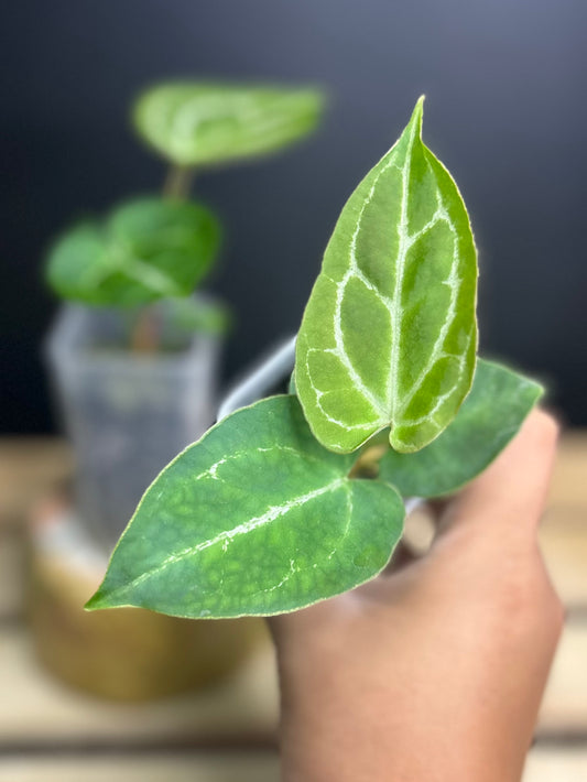 Crystallinum (self) Anthurium 2" pot
