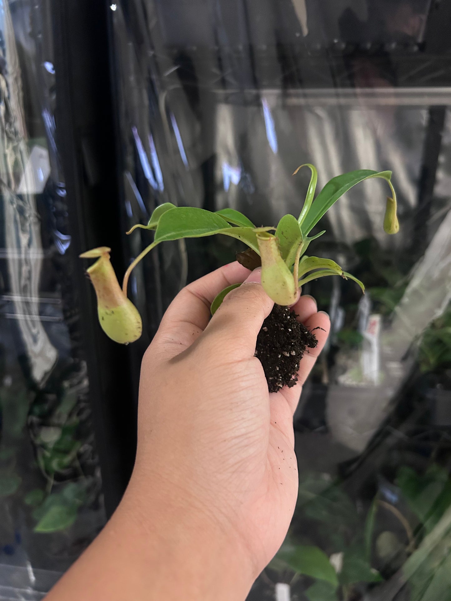 (pitcher plant) x Ventrata Nepenthes PLUG