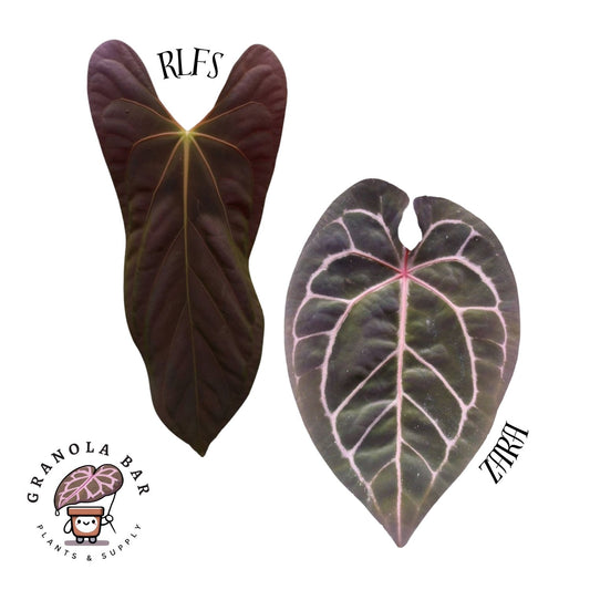 Grower's Choice - RLFS x Zara