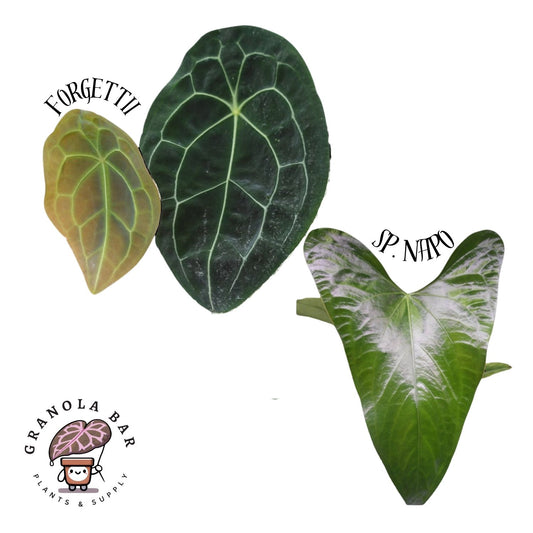 Grower's Choice - Forgettii x Sp. Napo