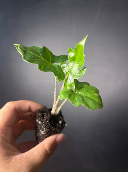 Branchifolia 'Pink Passion' Alocasia PLUG