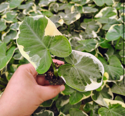 Mickey Mouse Alocasia starter plug