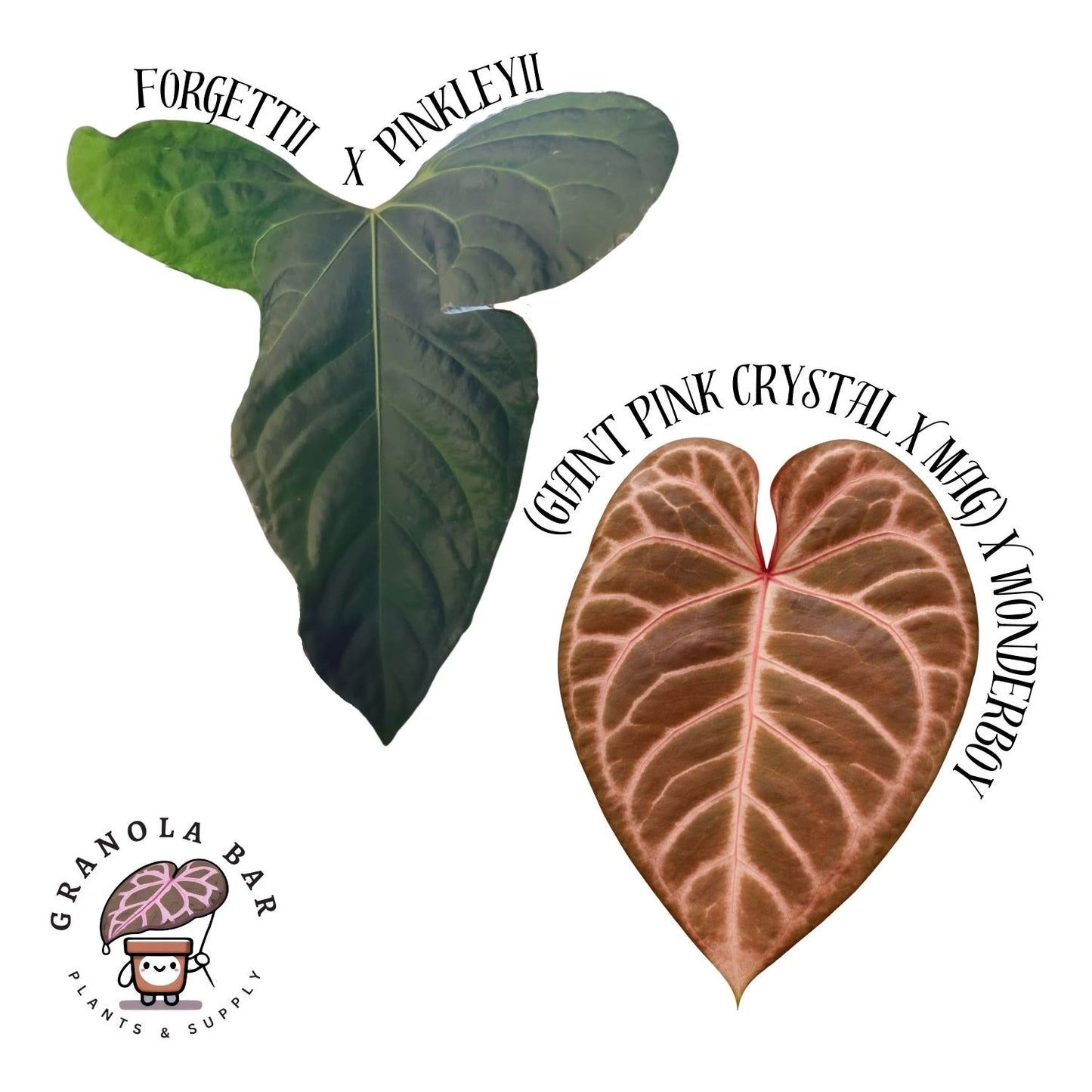 Grower's Choice - Forgettii x Pinkleyii x [(Giant Pink Crystal x Mag.) x Wonderboy]