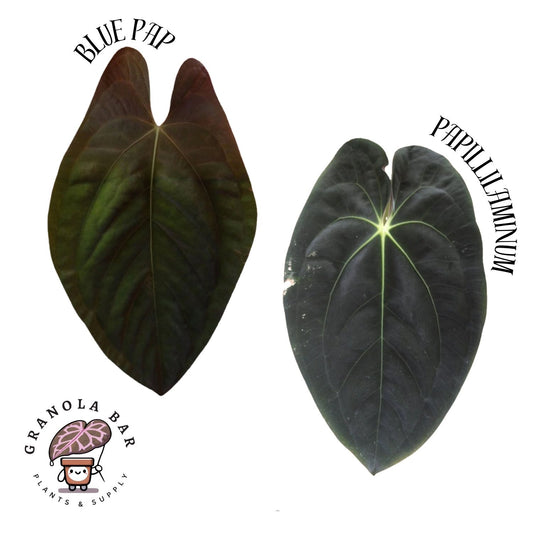 Grower's Choice - Blue Pap x Pap