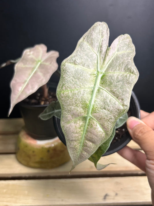 Pink Polly Mint Alocasia 4" pot