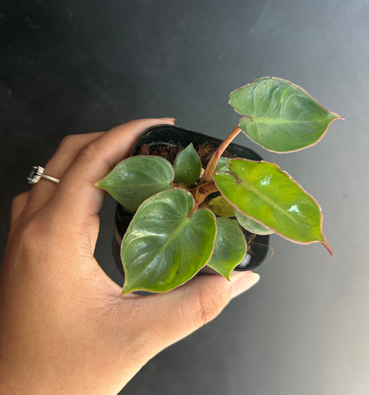 Billietiae Philo starter plug