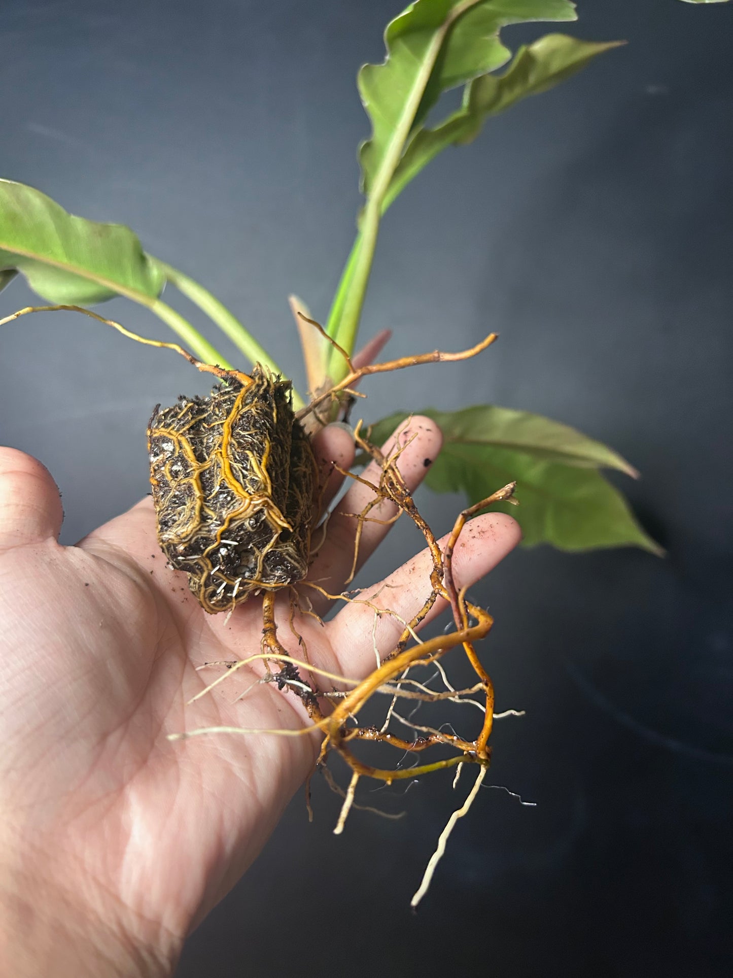 'Jungle Boogie' Philodendron PLUG