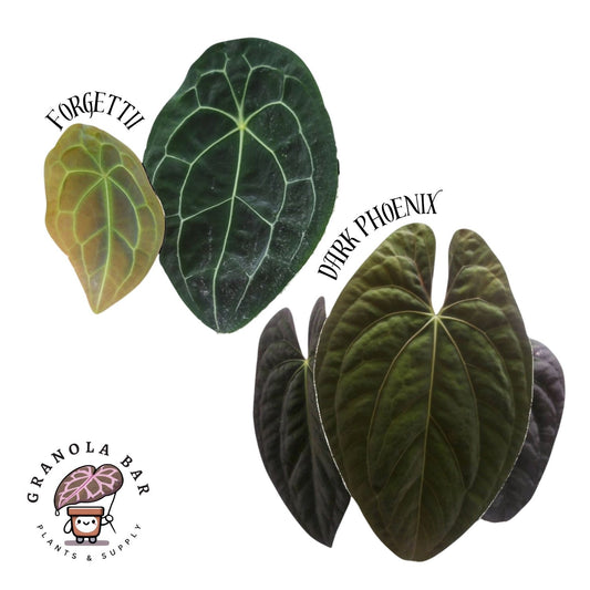 Grower's Choice - Forgettii x Dark Phoenix