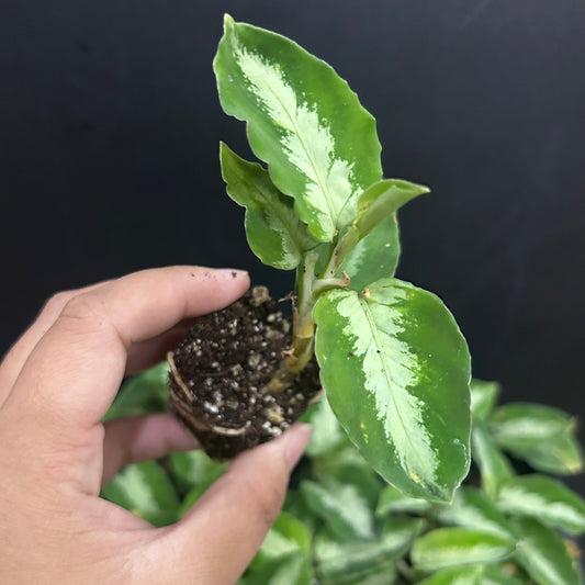 Pictum Bicolor Aglonema starter plug