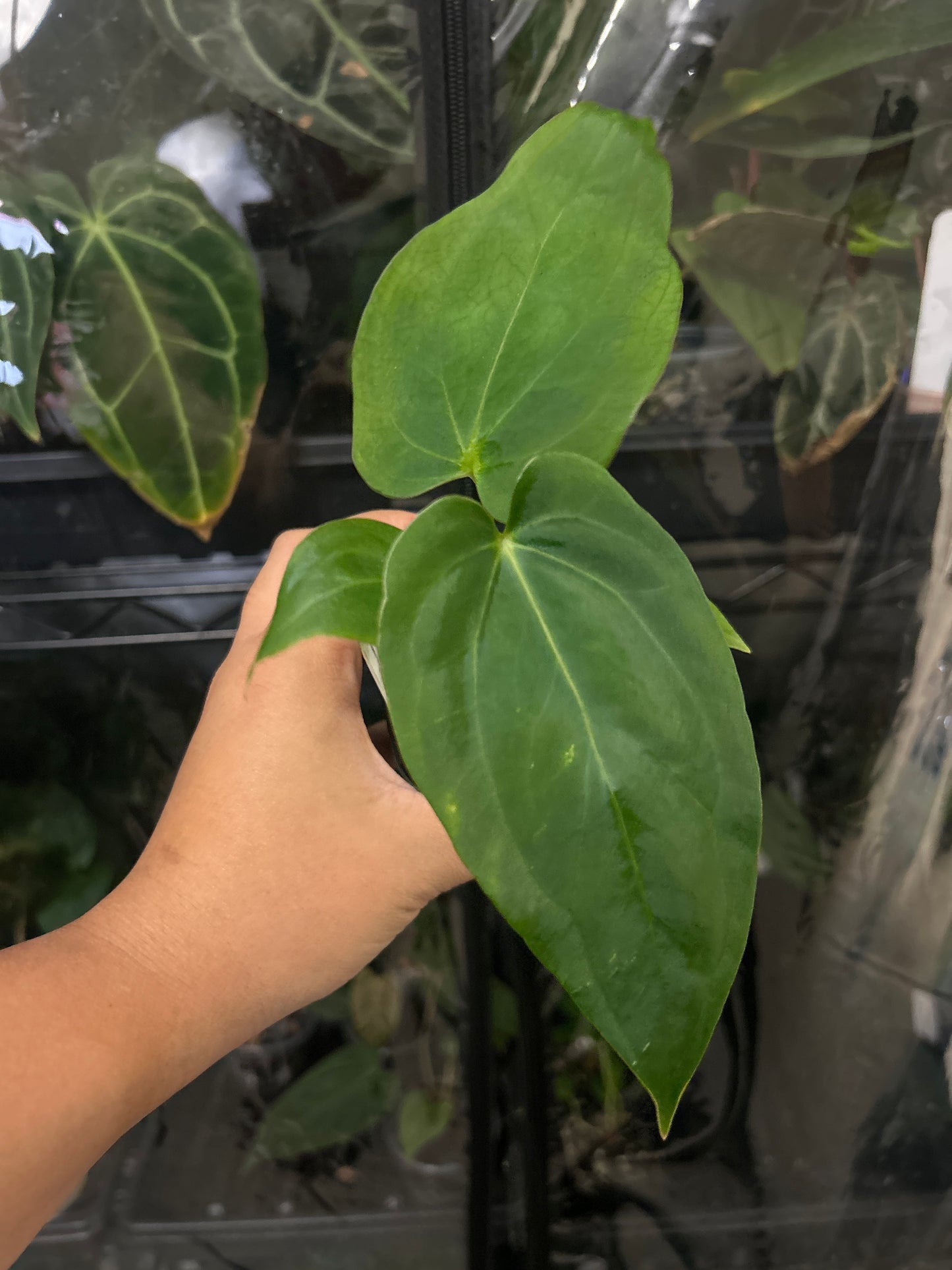 [(Pap. x Dressleri) x Metallicum] x Pap X-one (self) 4" pot