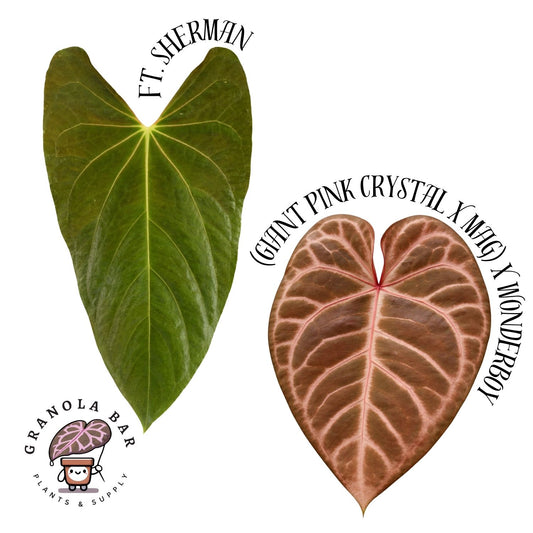 Grower's Choice - Ft. Sherman x [(Giant Pink Crystal x Mag.) x Wonderboy]