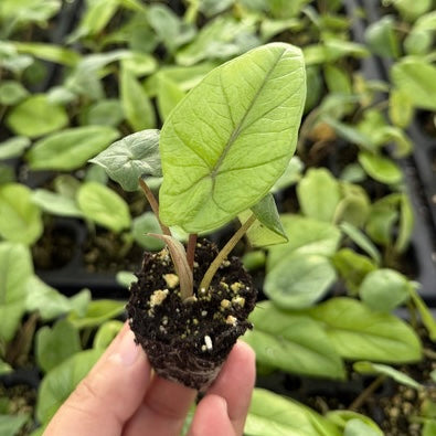 Scalprum Alocasia starter plug