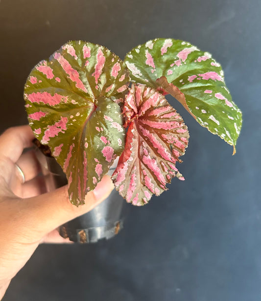 Brevirimosa Exotica Begonia starter plug