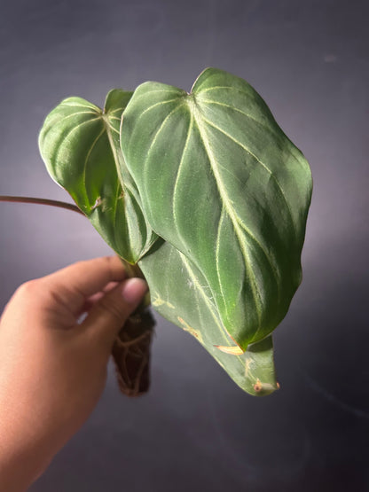 Gloriosum Dark Form Philodendron PLUG