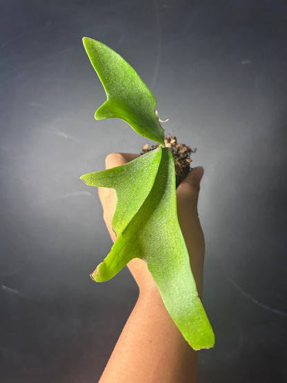 Staghorn Fern (bifurcatum) PLUG