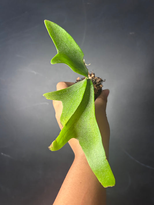 Staghorn Fern (bifurcatum) PLUG