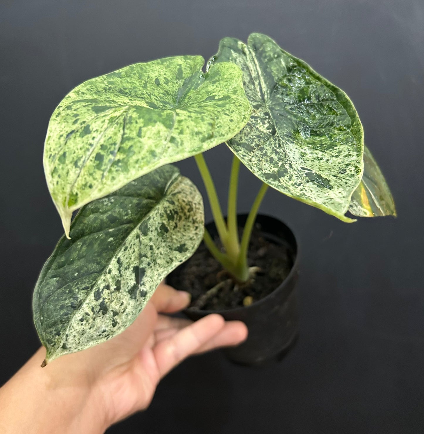 Mint Dragon Scale Alocasia