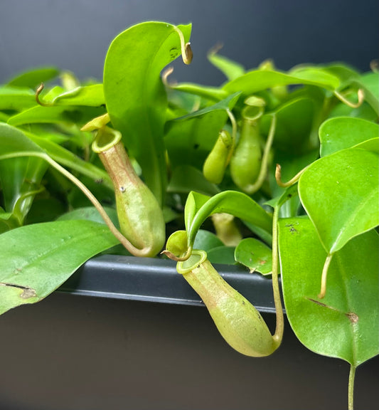 (pitcher plant) x Ventrata Nepenthes starter plug