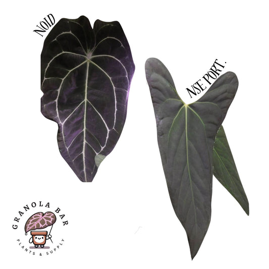 Grower's Choice - NOID x NSE Port.