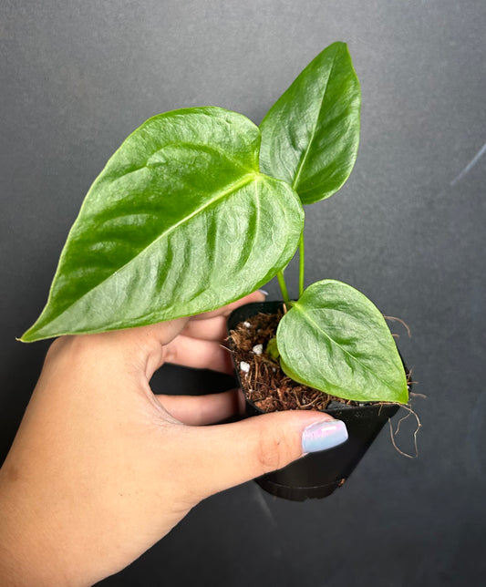 King Veitchii Anthurium starter plug