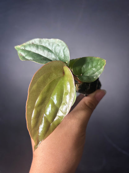 Radicans x Luxurians Anthurium PLUG