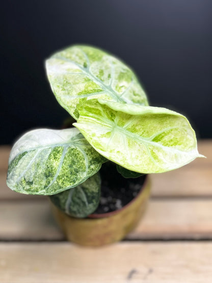 'Ninja' Tricolor Alocasia 4" pot