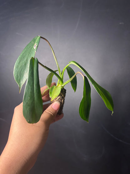 Joepii Philodendron PLUG