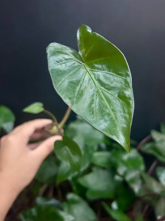 Alocasia 'Metal Head' Plant Plug Wholesale
