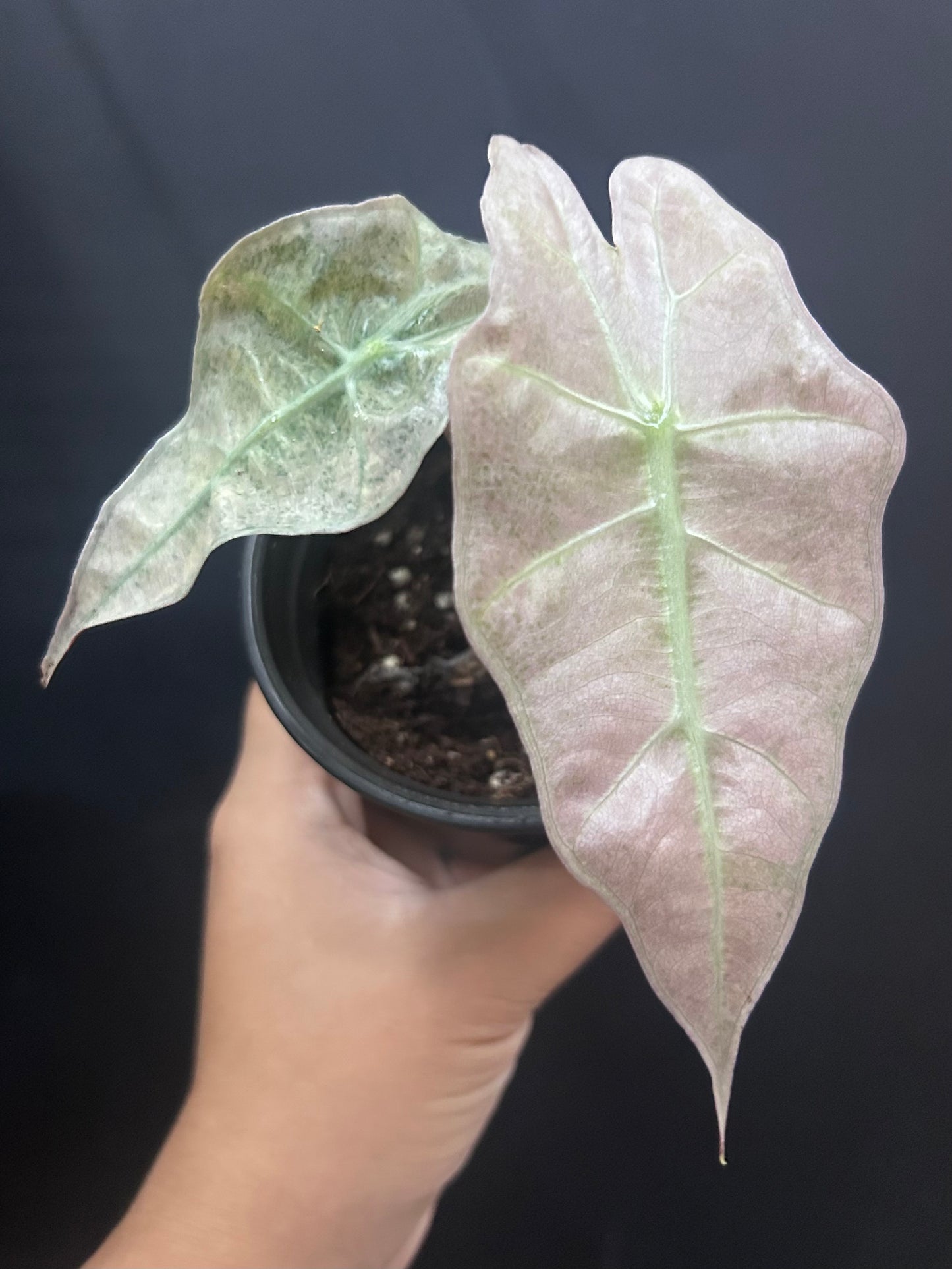 Pink Polly Mint Alocasia 4" pot