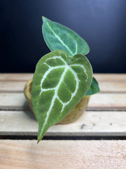 Crystallinum (self) Anthurium 2" pot