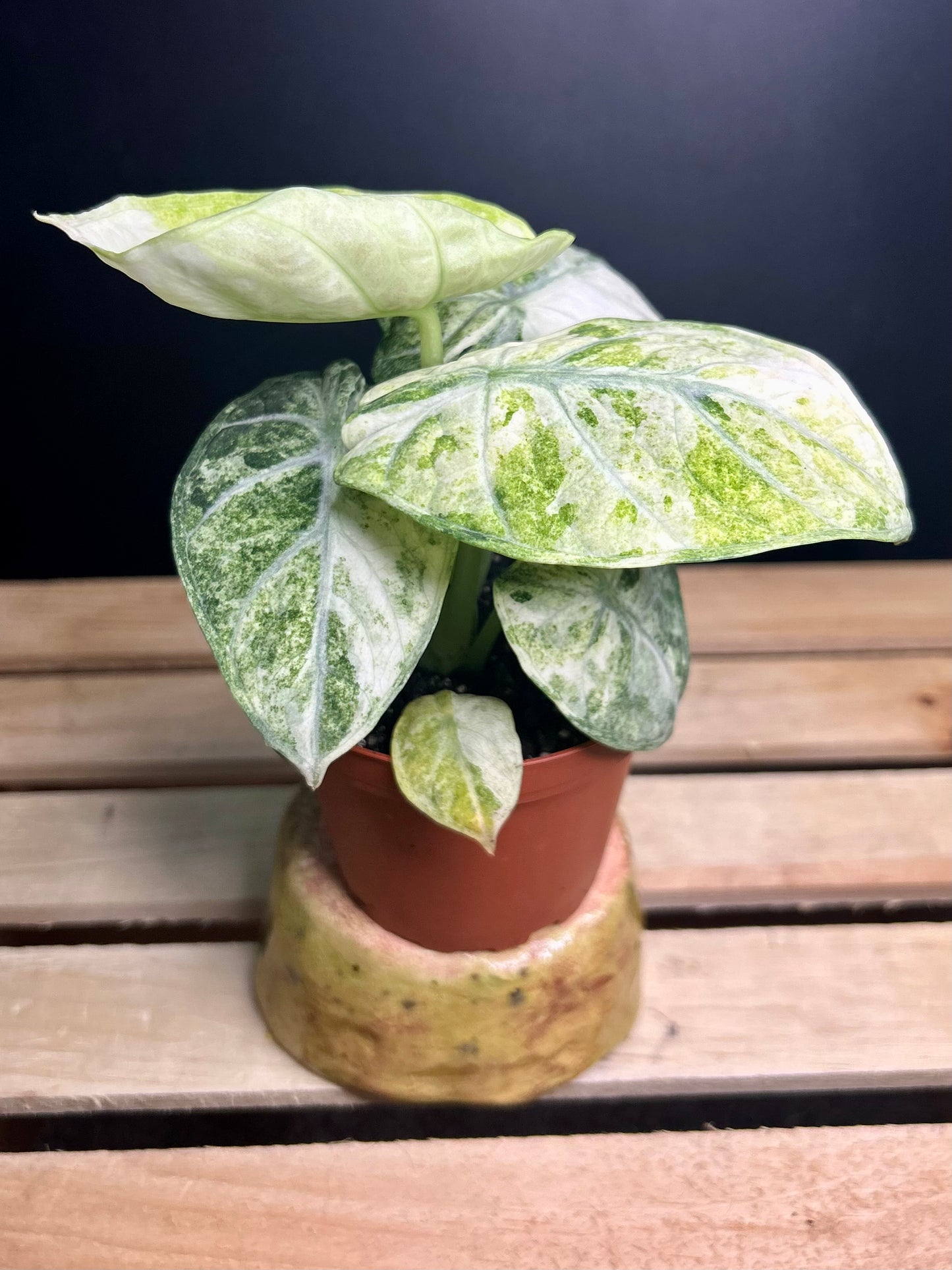 'Ninja' Tricolor Alocasia 4" pot