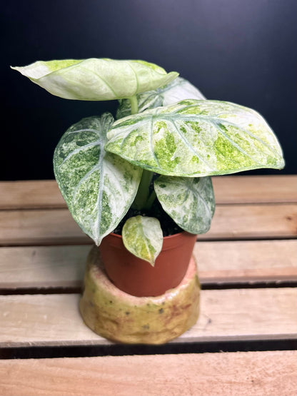 'Ninja' Tricolor Alocasia 4" pot